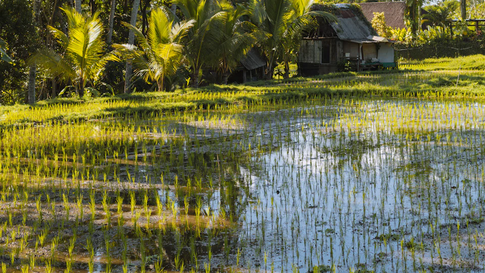 Emerald Bali rice terraces framed by palm trees
