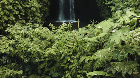 A jungle waterfall dropping into a green pool in Bali