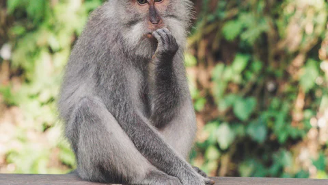 Long-tailed macaques among mossy stone shrines in the Ubud Monkey Forest, Bali