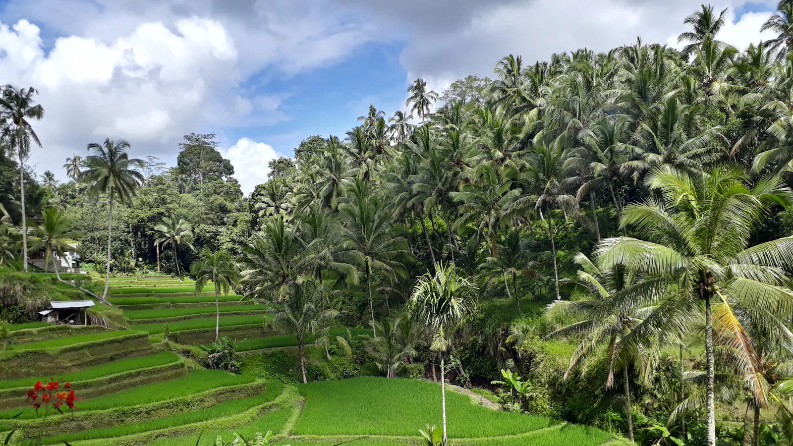 Emerald rice terraces of Tegallalang framed by palms